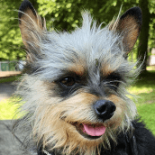 Therapy Dog: Ernie | Doylestown Health