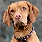 Georgie | Doylestown Health