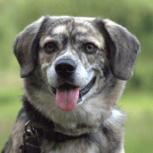 Therapy Dog: Hanson| Doylestown Health