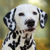 Jay | Doylestown Health