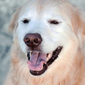 Nilla | Doylestown Health