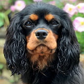 Pip | Doylestown Health