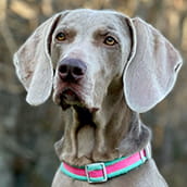 Roxie | Doylestown Health