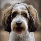 Therapy Dog: Spencer| Doylestown Health