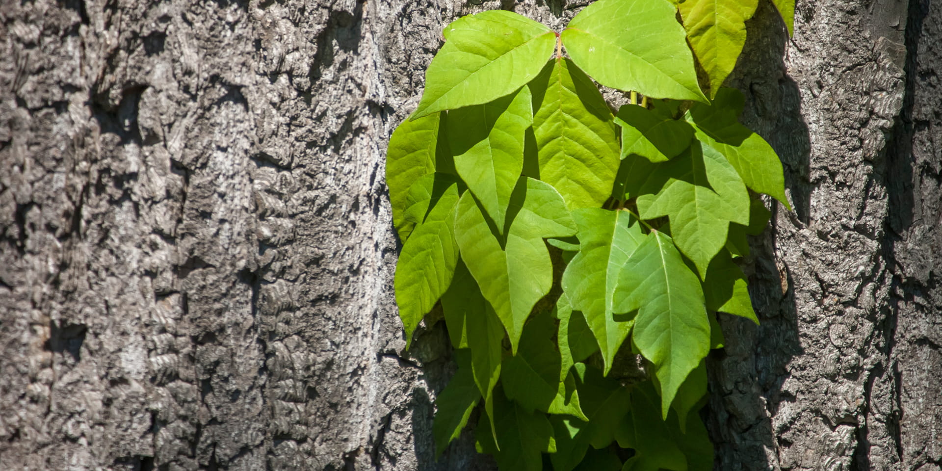 poison oak leaves on a tree trunk