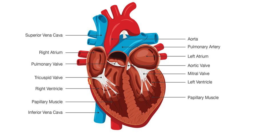 Heart Illustration | Doylestown Health